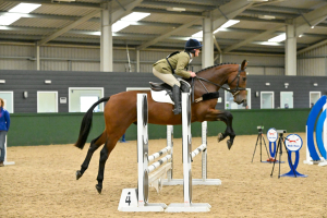 Very smart 4yo gelding 