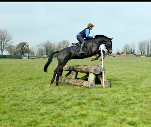 Grassroots eventer/Very smart hunter 