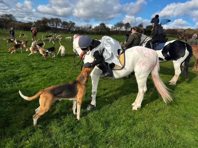 Ultimate Pony Club/Hunting Pony