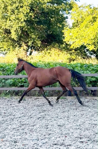Pony Racing/Eventing Prospect