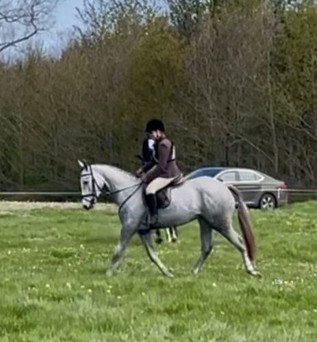 Attractive 16.1 Gelding