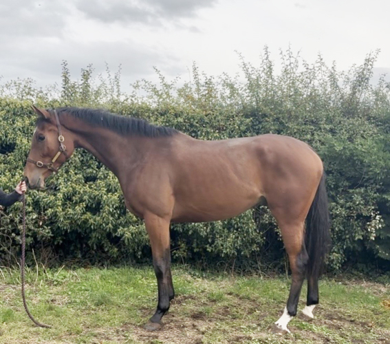 17h Quality eventer / allrounder type