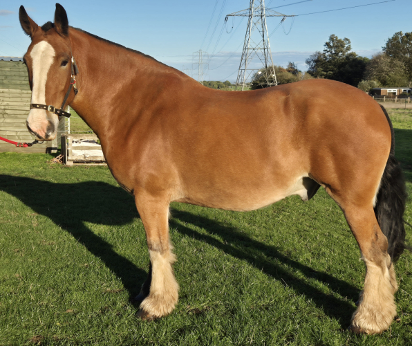 Stunning Big Bay Gelding