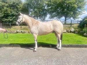 Ideal Ladies or Teen’s Hunter & All-Rounder