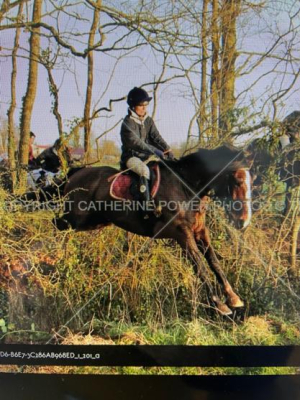 Top Class Hunter For Sale