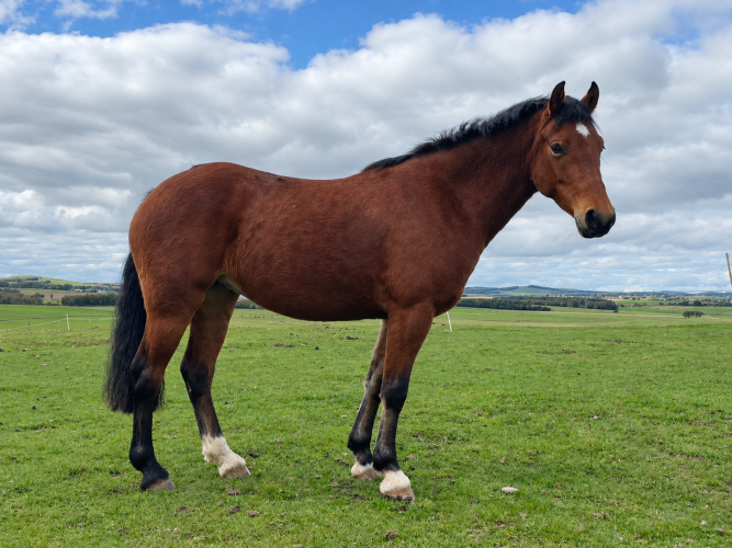 4yo Welsh Sec C Mare