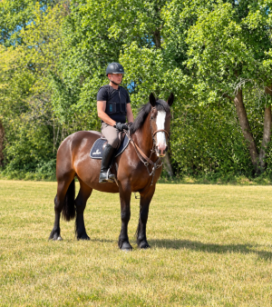 Lovely kind Allrounder/ Sponsored ride/ Beach ride/ Hunter 