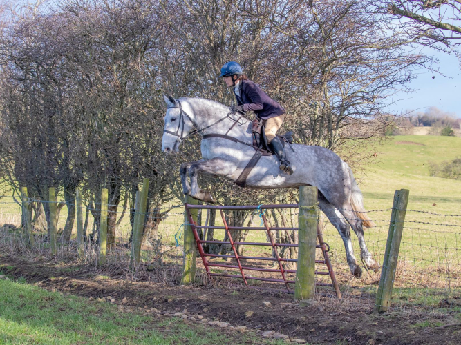 Immaculate Ladies Hunter