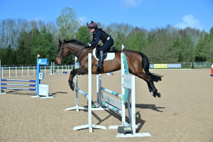 Safe & Sensible Allrounder for Sale 
