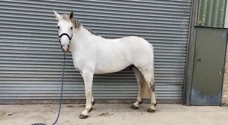 Eye catching grey Irish draft gelding