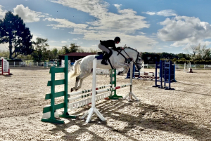 Eye catching grey Irish draft gelding
