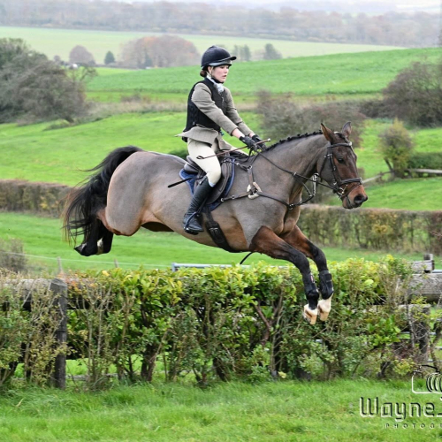15.3 smart hunter, SJ, dressage gelding