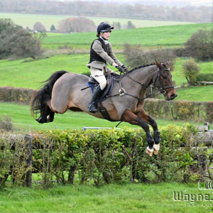15.3 smart hunter, SJ, dressage gelding
