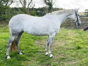 Connemara X TB Mare for Sale