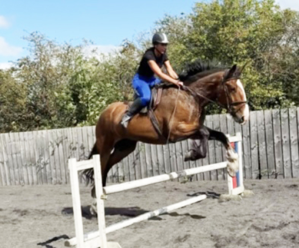 Stunning 5-year-old 18.1hh Irish Draught x Shire gelding. Professionally produced with an exceptional temperament.