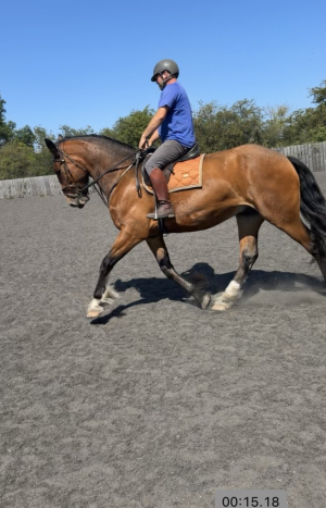 Stunning 5-year-old 18.1hh Irish Draught x Shire gelding. Professionally produced with an exceptional temperament.