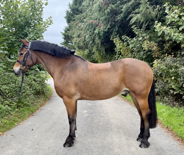 Quality Welsh D Gelding