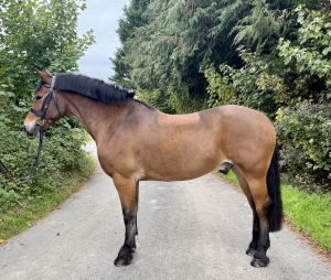 Quality Welsh D Gelding 