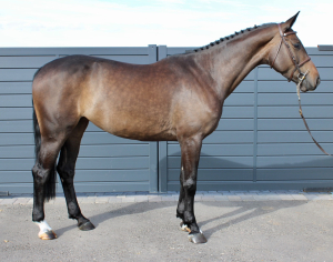 Chacco's Lady - Quality 5YO/Super Jump/Exciting Potential 