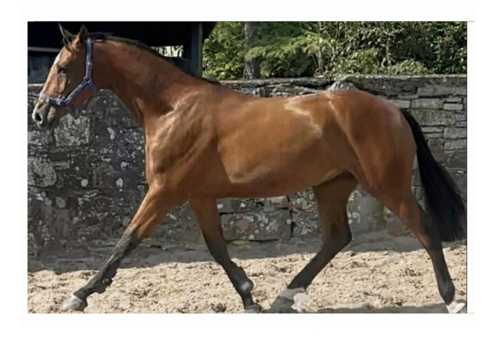 HUNTER / EVENTER