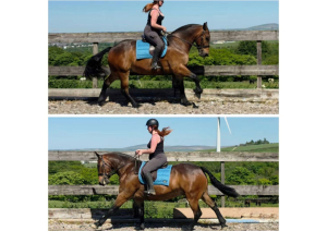 Super versatile cob 