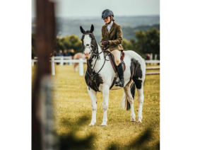Quality 14.2HH all rounder 
