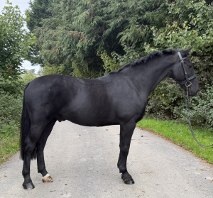 Allrounder - Eventer - Hunter 