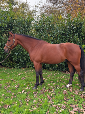 Serious quality gelding 