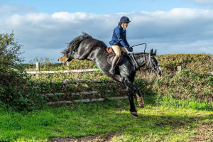 BRILLIANT HUNTING COB