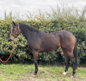 Freya Stunning filly 