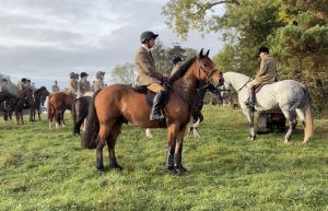Hunting Cob / Allrounder 