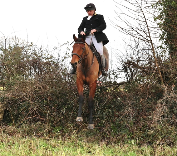 Striking 5yr old All rounder Irish bred Hunt Mare