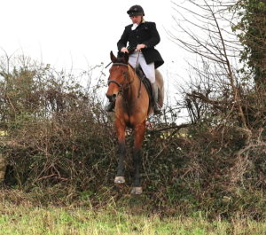 Striking 5yr old All rounder Irish bred Hunt Mare 