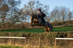 Top Quality Big Horse 