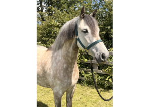 Fantastic allrounder mare