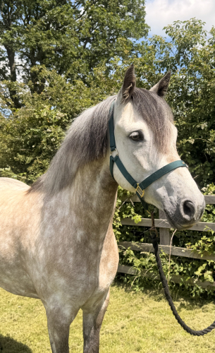 Fantastic allrounder mare