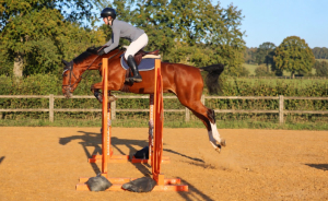Quality Young Showjumper for Those on A Budget