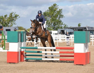 Amateurs dream - Diverse allrounder!