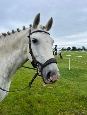 Registered Irish Draft - All Rounder