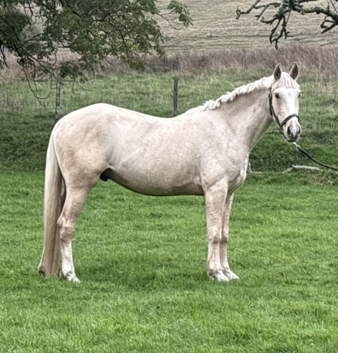 AES Palomino Gelding | 4 Years Old| All - Rounder
