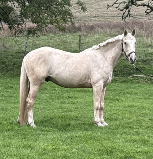 AES Palomino Gelding | 4 Years Old| All - Rounder 