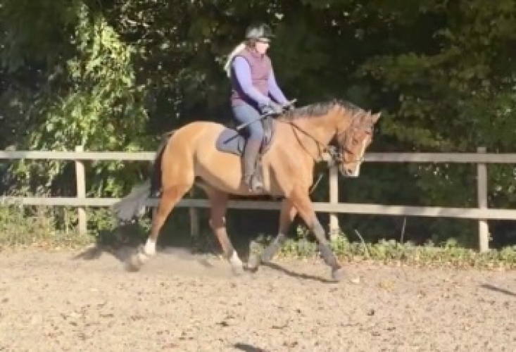 Allrounder - Hunter - RC Horse