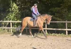 Allrounder - Hunter - RC Horse