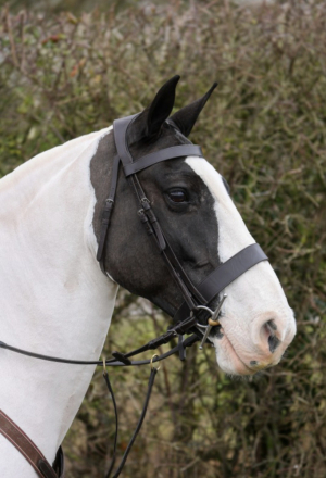 Small, smart, safe hunter/pleasure horse