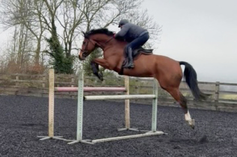 Extremely Talented and Genuine 6yr Homebred Gelding