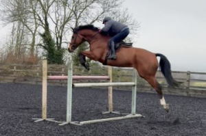 Extremely Talented and Genuine 6yr Homebred Gelding