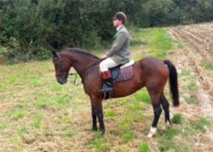 Allrounder Connie X 15.2 