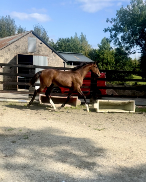 Quality Filly Foal for sale