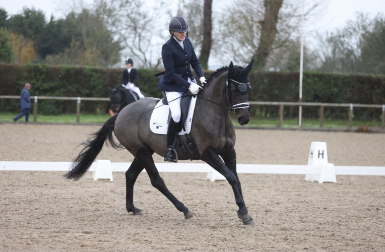 NOVICE DRESSAGE HORSE BY UTHOPIA