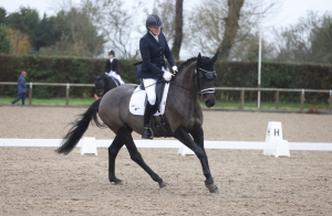 NOVICE DRESSAGE HORSE BY UTHOPIA